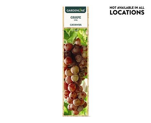 Gardenline
Berry Bush Assorted Varieties