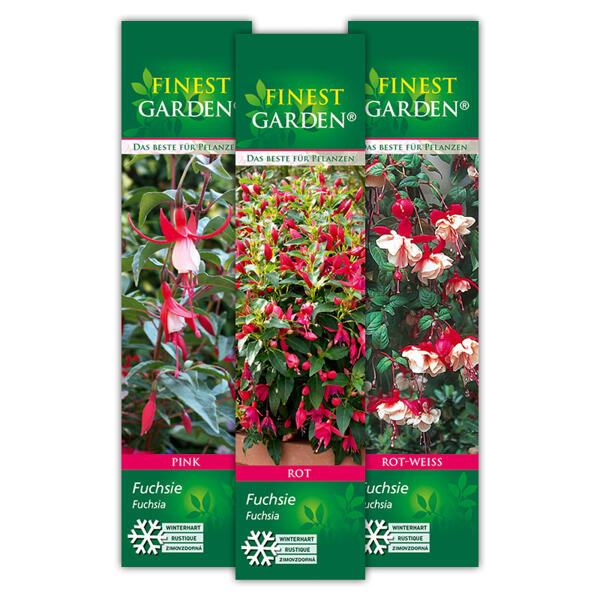 Winterharte Fuchsien