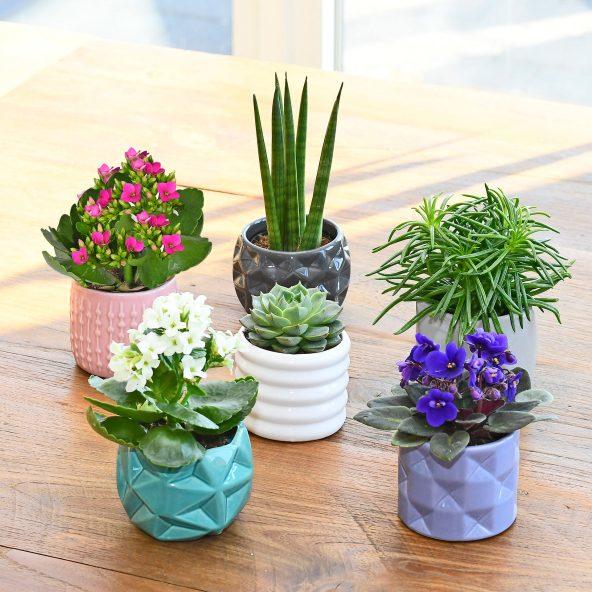 Plante