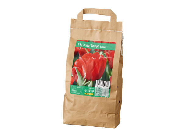 Tulpenzwiebeln