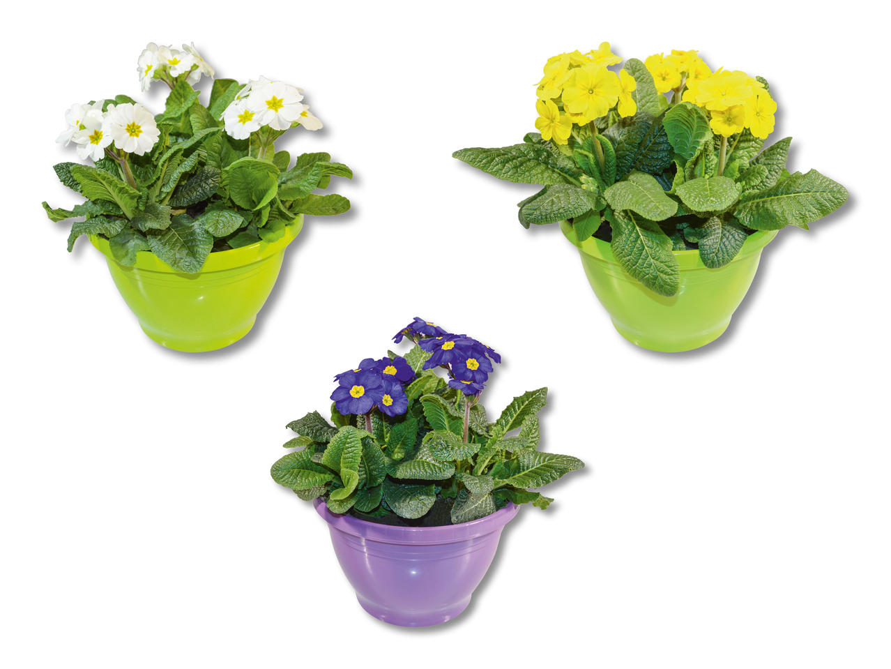 Primevère dans un pot