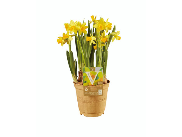 Frühlingsblüher in biologisch abbaubarem Topf