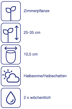 Weihnachtspflanze