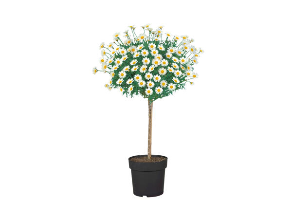 Marguerite