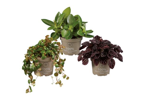 Linspeperomia