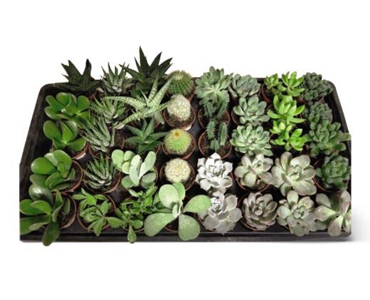 Mini Succulent Assorted Varieties
