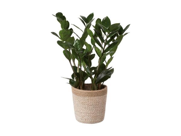 Grøn plante i skjuler