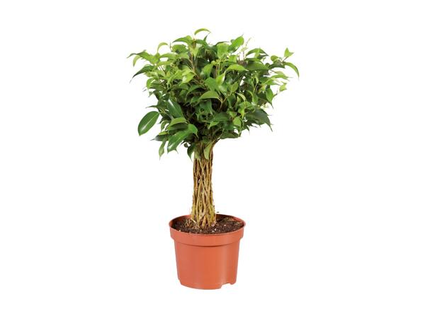 Small Houseplants