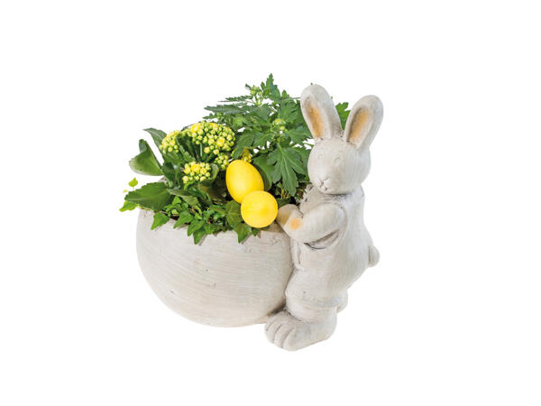 Outdoor Easter Bunny Plants