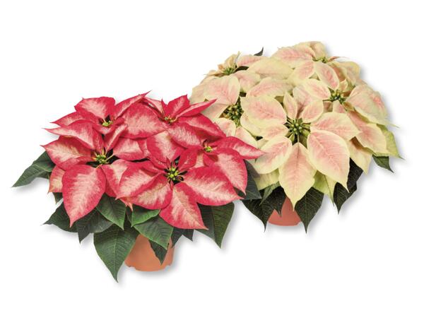 Poinsettia