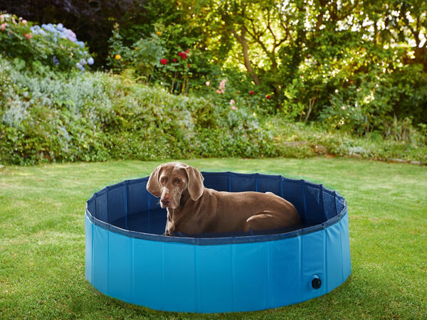 Zoofari Hundpool