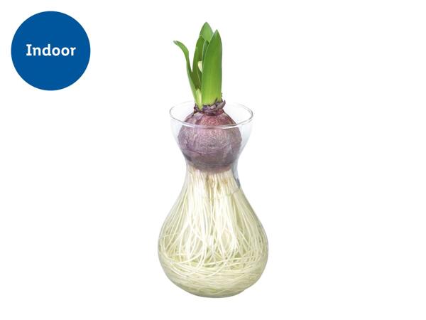 Hyacinth in Glass