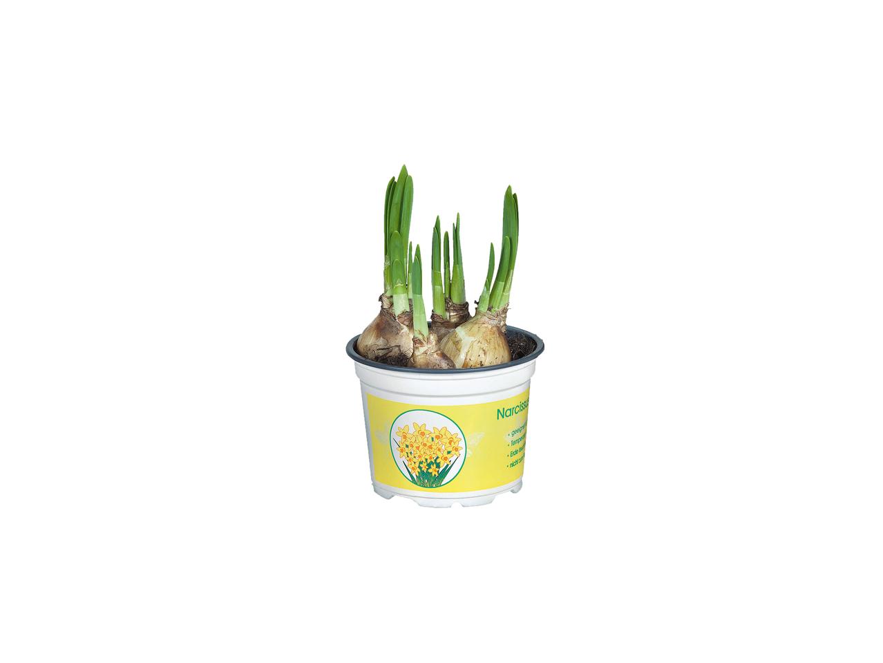 Narcissen in pot