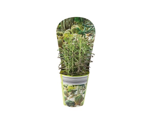 Cactus or Succulents