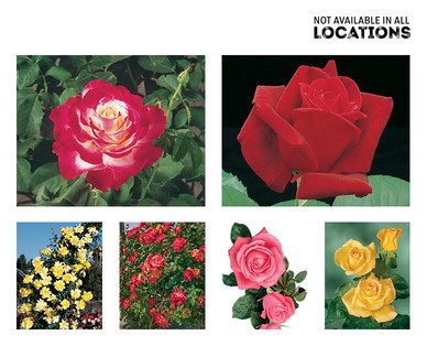Gardenline Jumbo #1 Rose Bush
