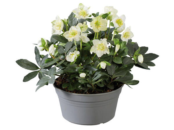 Christmas Rose