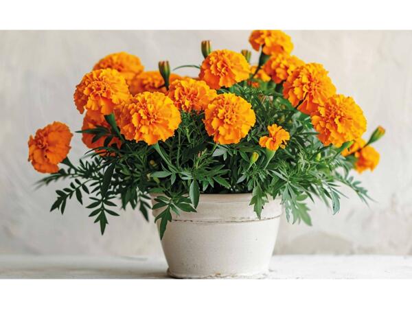Danske bedplanter i 6‘er bakke