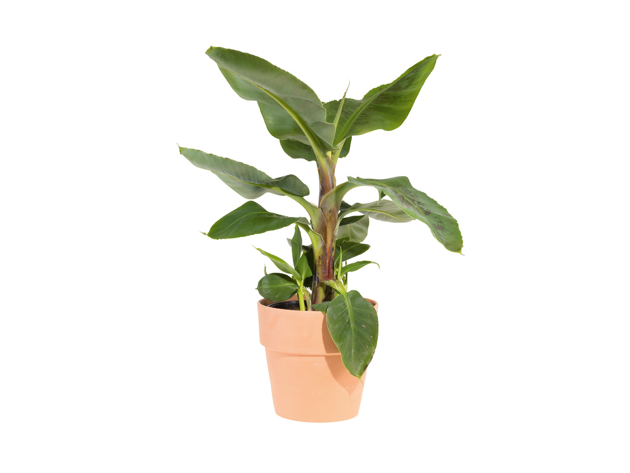 Stor, grøn plante i terrakottakeramik