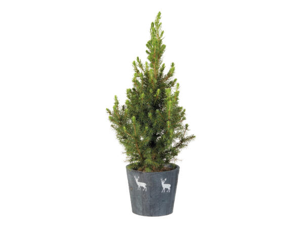 Conifer in Reindeer Pot