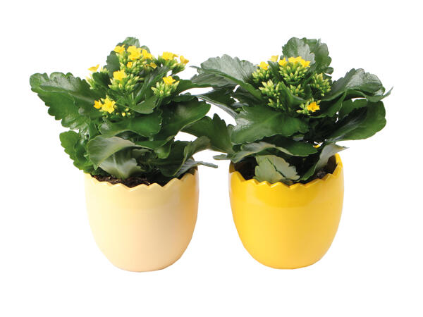 Gul Kalanchoë i æggeskal