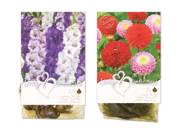 Blumenzwiebeln Lovely Combinations