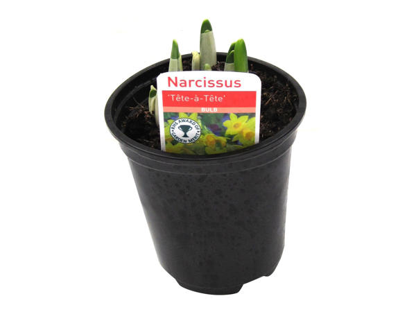 Potted Spring Bulbs