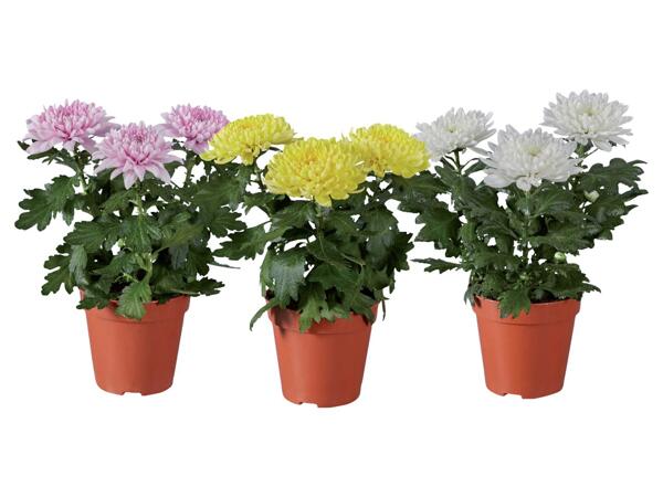 Chrysanthemum