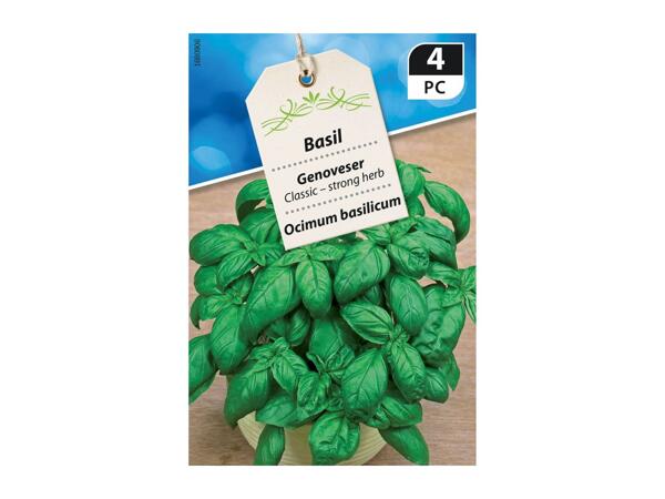 Assorted Premium Seeds - Vegetables and Herbs - Lidl - Great Britain ...