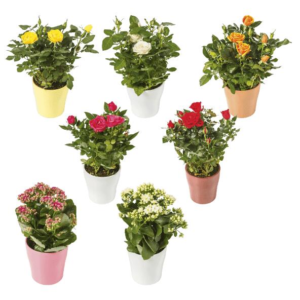 Rosier ou kalanchoé en pot