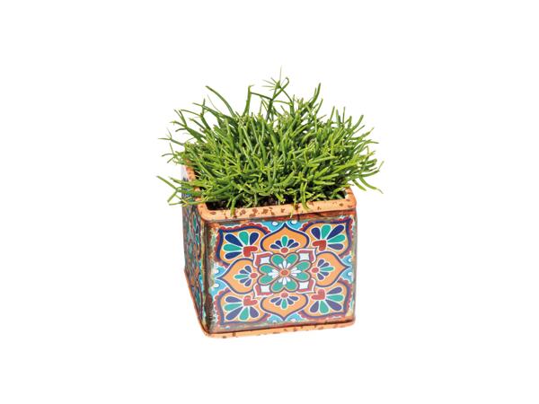 Green Plants
