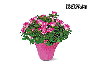 6" Azalea or Hydrangea Assorted colors