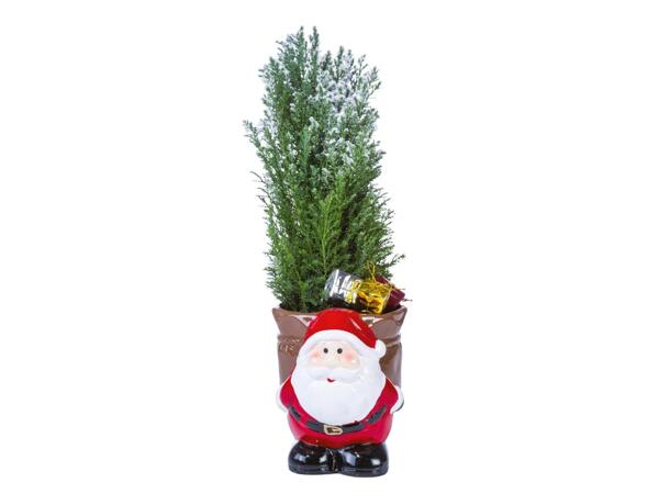 Santa Conifer