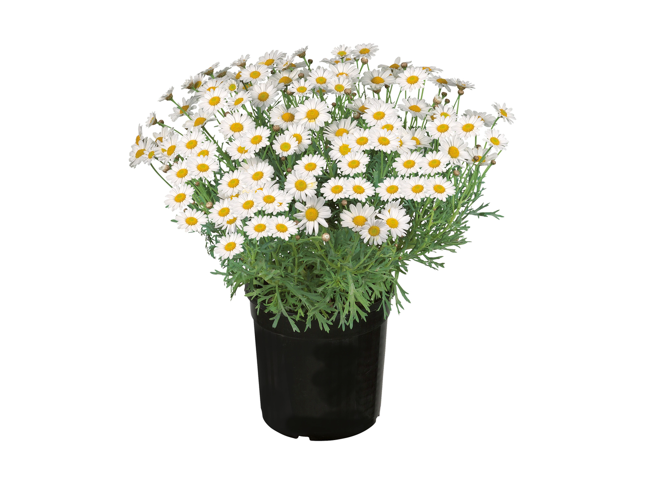 Marguerites d'Italie