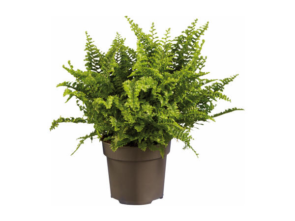Assorted Ferns