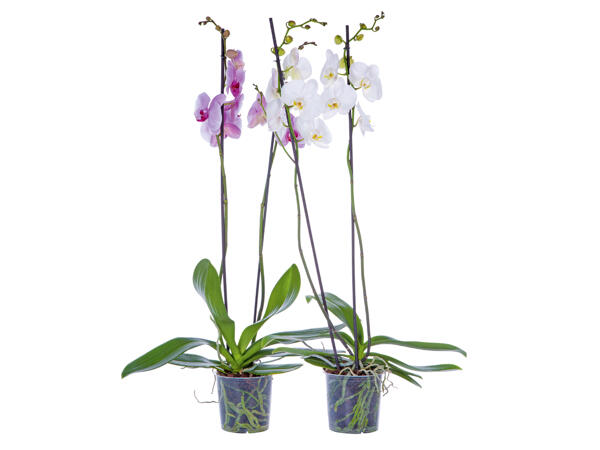 Phalaenopsis Maxi, 2 Stems