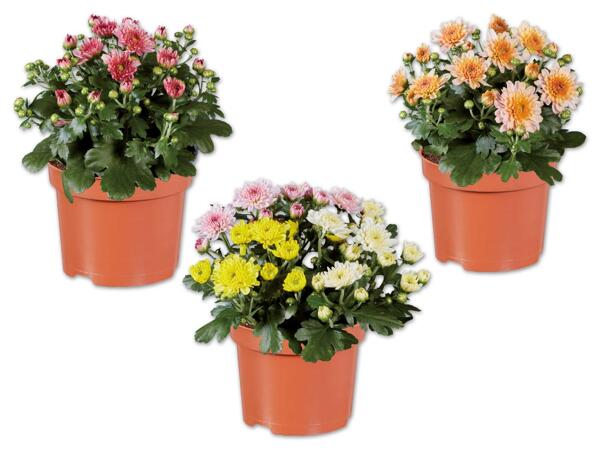Chrysanthemen