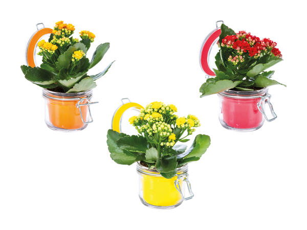 Kalanchoé dans un bocal