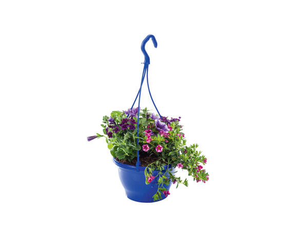 Plantes à suspendre
