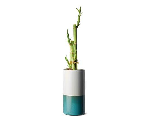 2.5" Lucky Bamboo