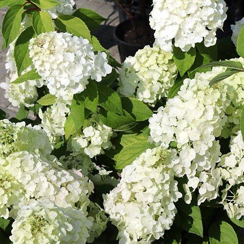 Hortensia paniculé, C 7.5, 40 - 60 cm de haut