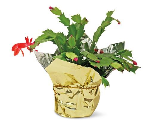 5" Christmas Cactus Assorted Colors