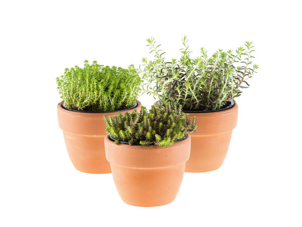 Sedum