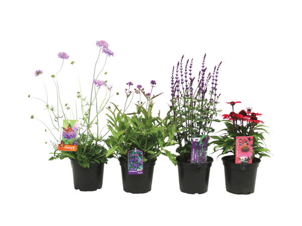 Bee-Friendly Perennial