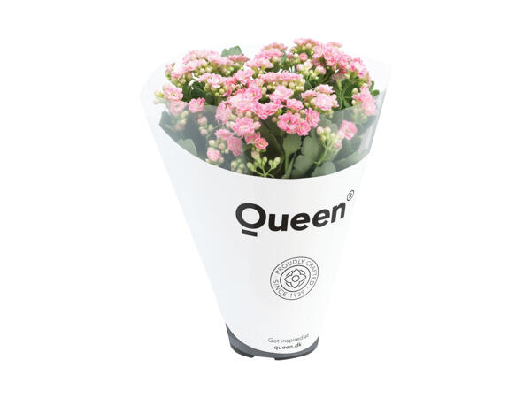 Kalanchoe Queen