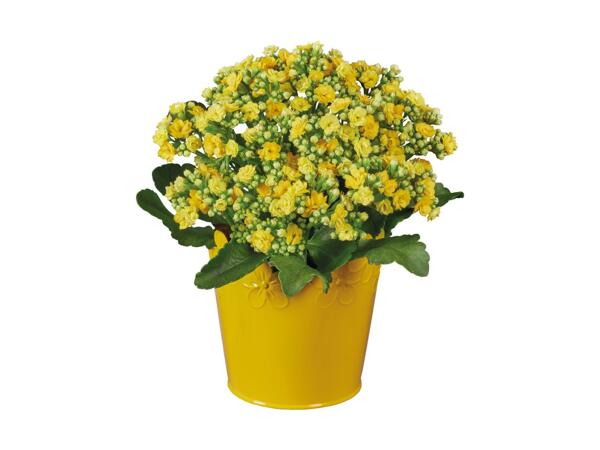 Easter Flowering Plant
