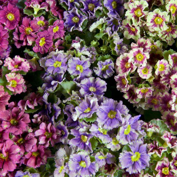 Primula Picanto
