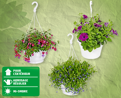 Plantes fleuries à suspendre