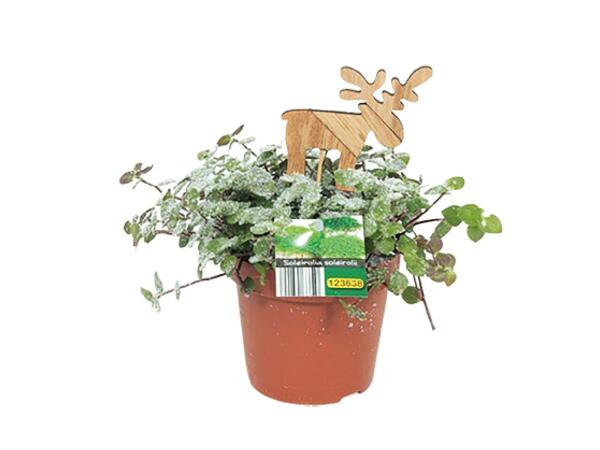 Outdoor Christmas Plant
