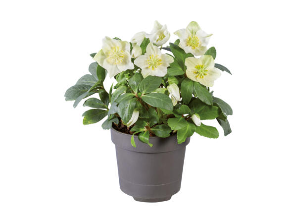 Roses de Noël (hellébore blanc)