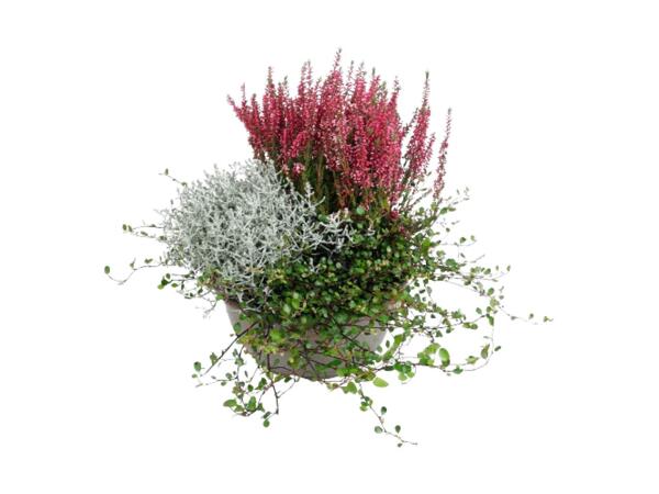 Sammenplantning